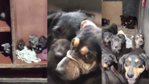 Emocionante rescate: así salvaron a 40 perros y 7 gatos de morir hacinados y atados