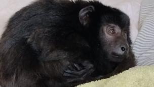 fiesta drogas mono encerrado belgrano