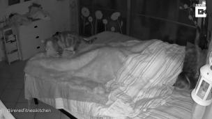 Video: una mujer documentó cómo es dormir con dos gatos y esto pasó