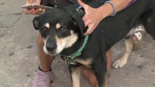 Virales, perro, perros, adopción,