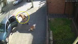Ramos Mejía: salvó a su perro de los delincuentes y evitó el robo gracias a la alarma vecinal