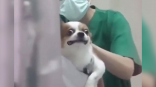 Video: este perro visitó la veterinaria y su reacción "poco valiente" se hizo viral
