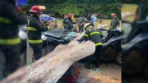 Sociedad, árbol, Ezeiza,