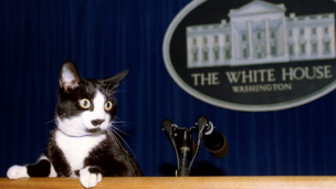 Día Internacional del Gato: conocé la historia de Socks, la mascota de Bill Clinton