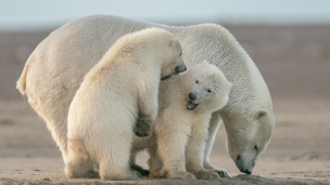 Día del Oso Polar: una fecha que busca generar conciencia sobre el cuidado de esta especie