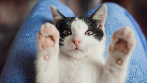 Día Internacional del Gato: ¡Divertite con desopilantes momentos felinos!