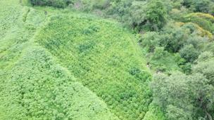 granja marihuana salta