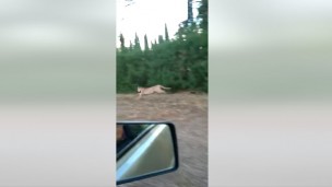puma suelto coronel rosales
