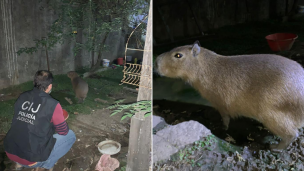 "Era para comer, pero papá se encariñó": un carpincho en cautiverio fue rescatado en Villa Soldati