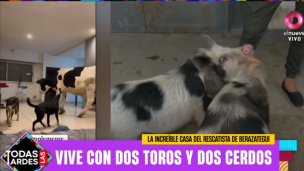 El arca de Noé de Buenos Aires: vive con toros, cerdos y patos