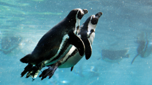 Video | Mirá las mejores tomas de pingüinos en su hábitat natural
