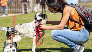 Día del Animal: por qué es una gran decisión adoptar a un perro callejero