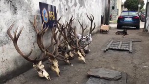 Ezpeleta: secuestraron venados, jabalies pumas y ciervos embalsamados