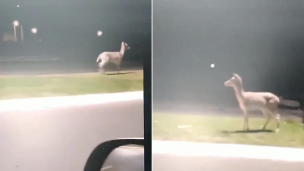 Video | Buscan a un ciervo suelto por La Plata