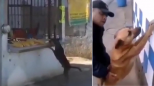 Desopilante video: así detuvieron a "Milaneso", el perro prófugo de la justicia