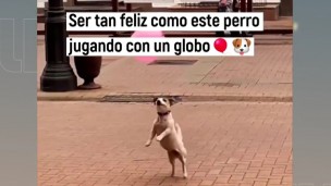 Virales, perro, globos,