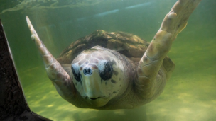 Trasladarán al tortugo Jorge a un centro de rehabilitación en Mar del Plata