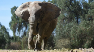 La elefanta Kenia irá a Brasil