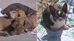 Así es la nueva vida de los perros salchicha y chihuahuas rescatados de los criaderos clandestinos
