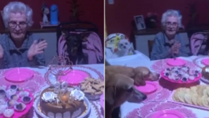 Tierno cumpleaños con perritos sentados a la mesa