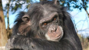 La historia del chimpancé Johnny: vivió toda su vida esclavizado y buscan llevarlo a un santuario