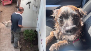 Molió a golpes a su perrito anciano con un palo: la acción de los vecinos que le salvó la vida