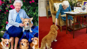 Murió la Reina Isabel II: qué pasará con sus 30 perritos Corgi