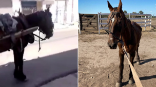 Emocionante rescate de un caballo maltrato en Ramos Mejía: "Hermoso, no vas a tirar más del carro"
