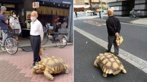 Un amigo muy particular: este jubilado pasea con su tortuga por todo Japón