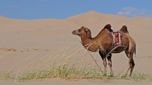 Mundial Qatar 2022: alerta por la "gripe del camello" que pone en peligro a los turistas