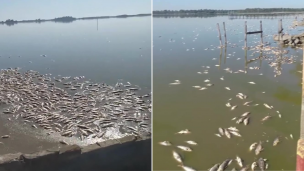 Preocupación en la laguna de Lobos por la aparición de peces muertos