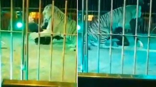 tigre ataca domador italia