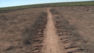 Alarmante: perdimos 200 mil hectáreas de bosques en 2022