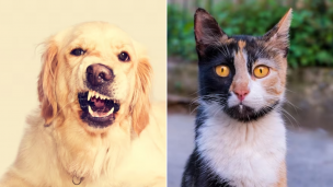 Animales