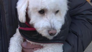 perro lolo reencuentro