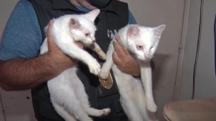 gatos