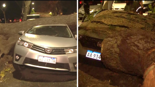 Dos autos destruídos por un árbol que se cayó en Palermo: qué dijeron los dueños