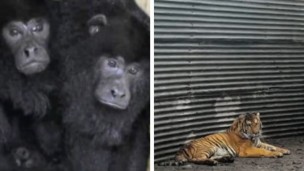animales