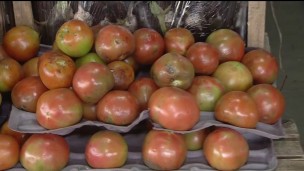 tomates