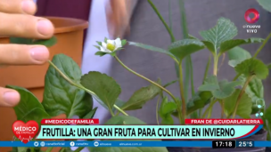 Frutilla