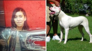Dos dogos escaparon y mataron a una chica de 15 años: qué dijo el hombre que los asesinó