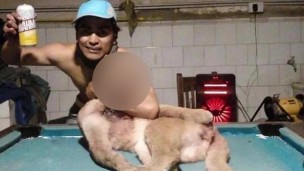 Investigan a un cazador furtivo que mató a un puma en Corrientes