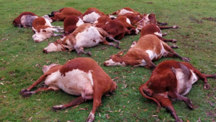 Misterio en Corrientes: 220 vacas aparecieron muertas 
