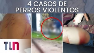 Perros violentos 