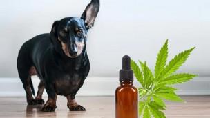 perro cannabis 