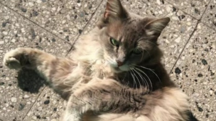 Gata