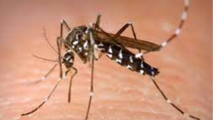 dengue