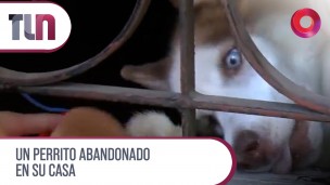 Un perrito abandonado en su casa