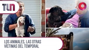 Los animales, las otras víctimas del temporal