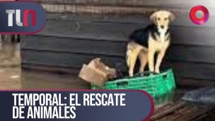 Temporal: el rescate de animales